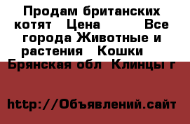 Продам британских котят › Цена ­ 500 - Все города Животные и растения » Кошки   . Брянская обл.,Клинцы г.